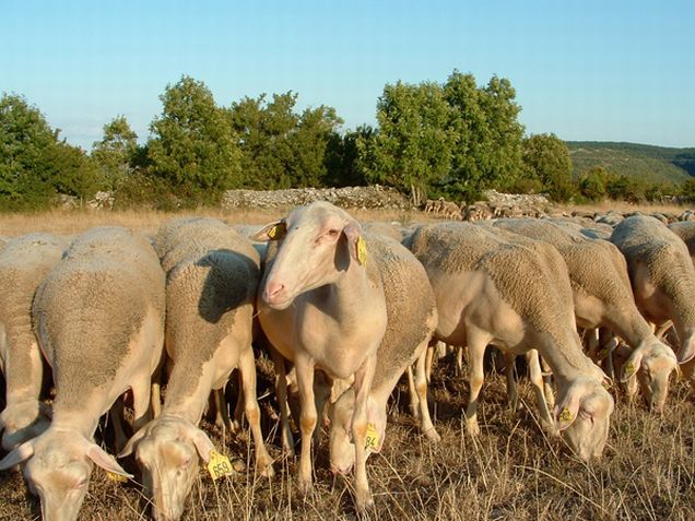 Brebis de race Lacaune